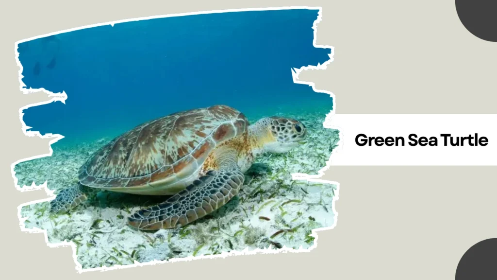 Green Sea Turtle