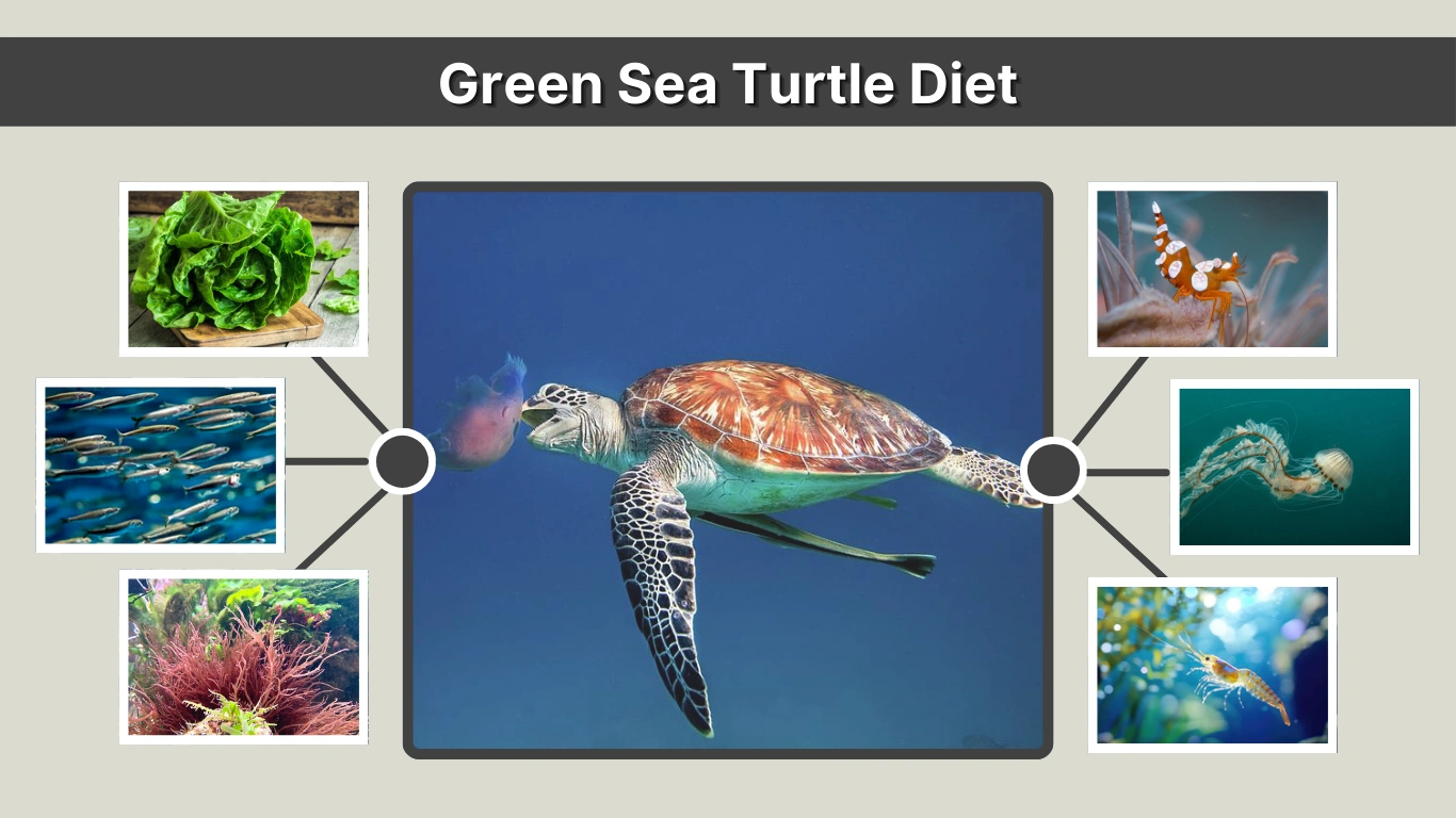 Green Sea Turtle Diet What They Eat at Every Life Stage