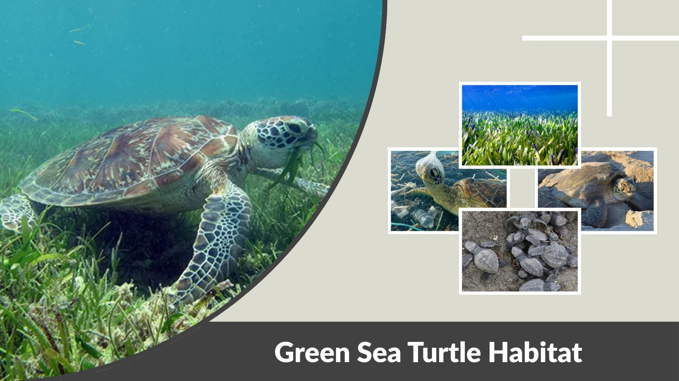 Green Sea Turtle Habitat Global Range & Environment