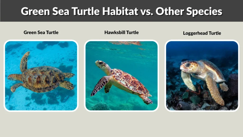 Green Sea Turtle Habitat vs. Other Species