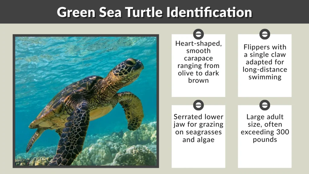 Green Sea Turtle Identification