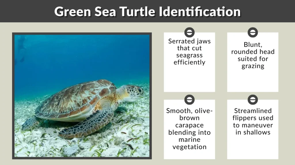Green Sea Turtle Identification