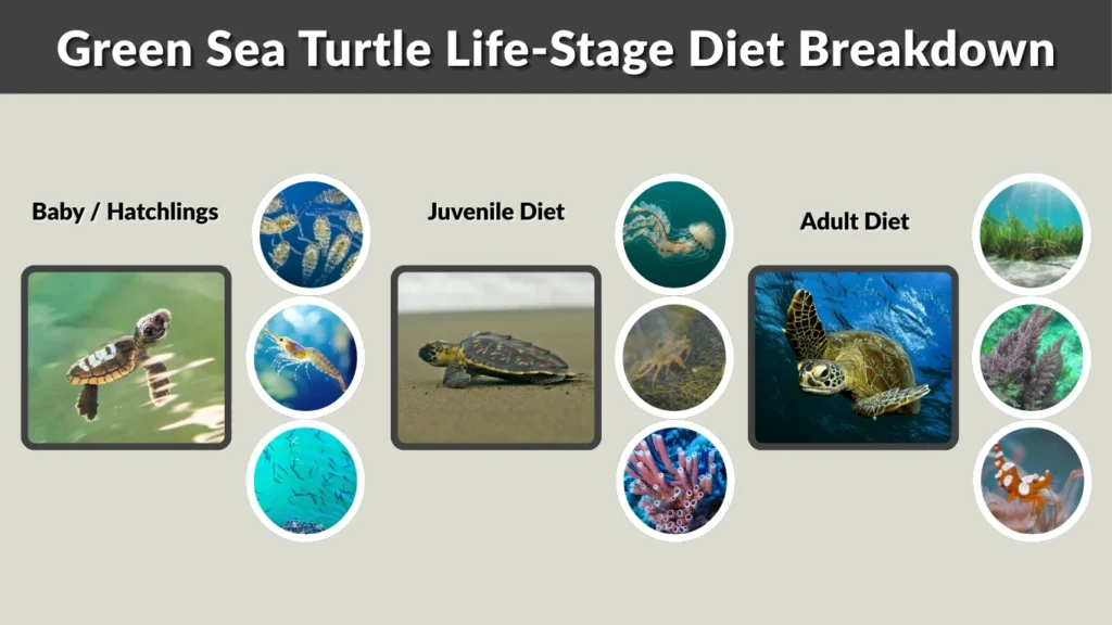 Green Sea Turtle Life-Stage Diet Breakdown