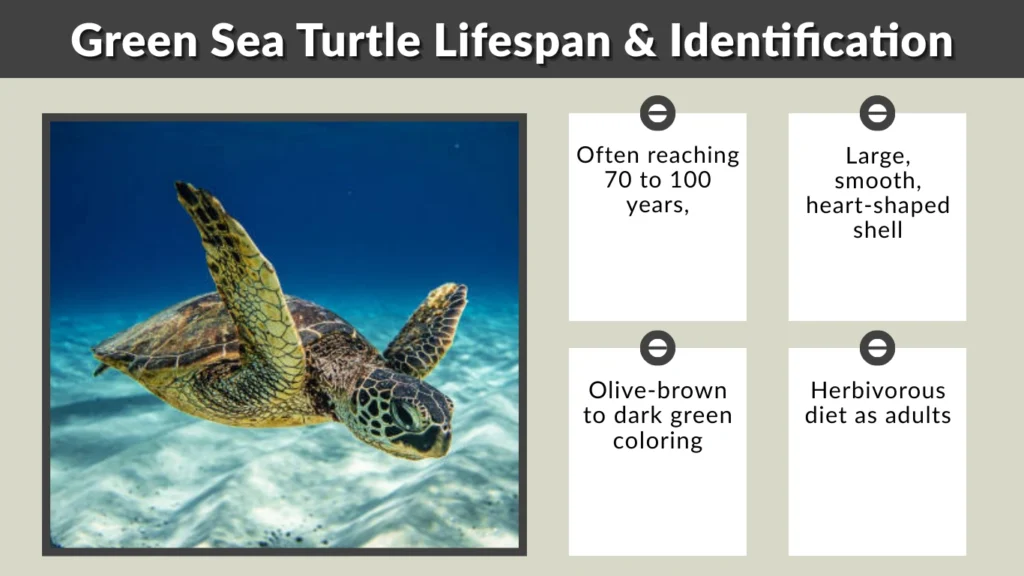 Green Sea Turtle Lifespan & Identification