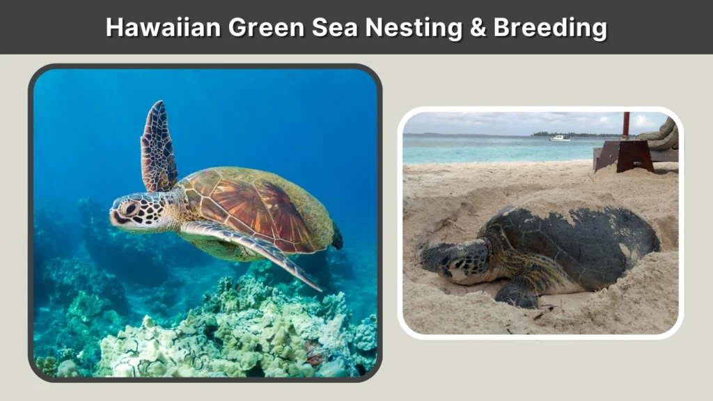 Hawaiian Green Sea Nesting & Breeding