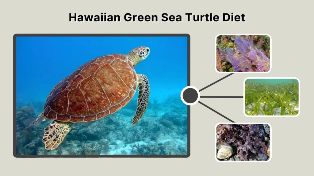 Hawaiian Green Sea Turtle Diet
