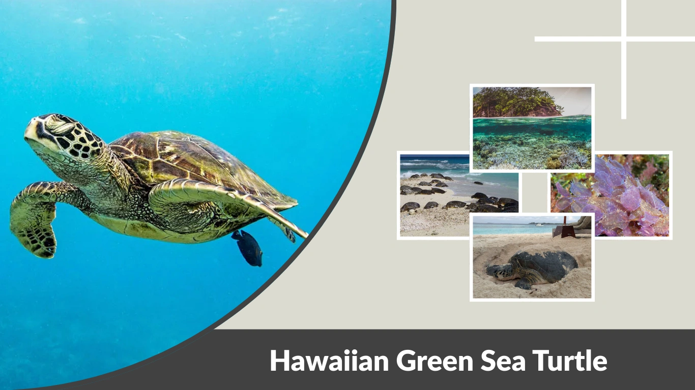 Hawaiian Green Sea Turtle Facts, Habitat & Protection
