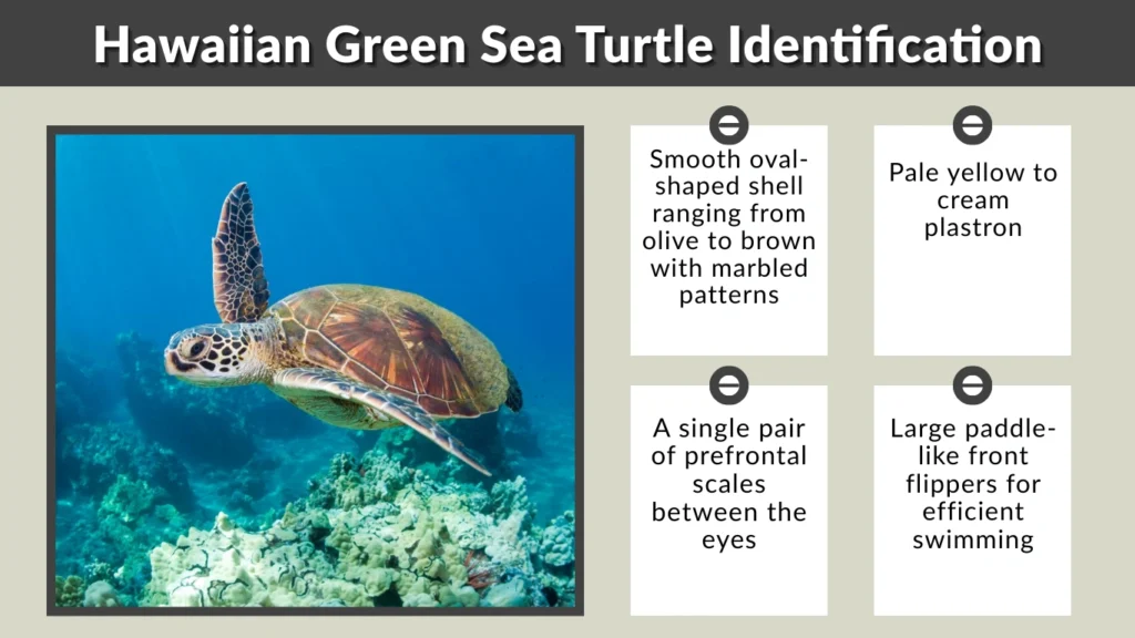 Hawaiian Green Sea Turtle Identification