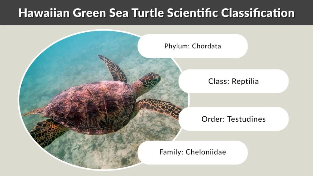 Hawaiian Green Sea Turtle Scientific Classification