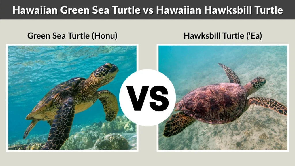 Hawaiian Green Sea Turtle vs Hawaiian Hawksbill Turtle