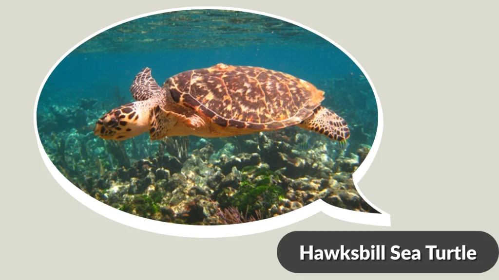 Hawksbill Sea Turtle