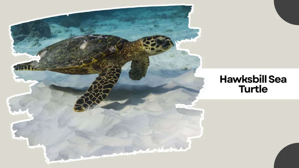 Hawksbill Sea Turtle