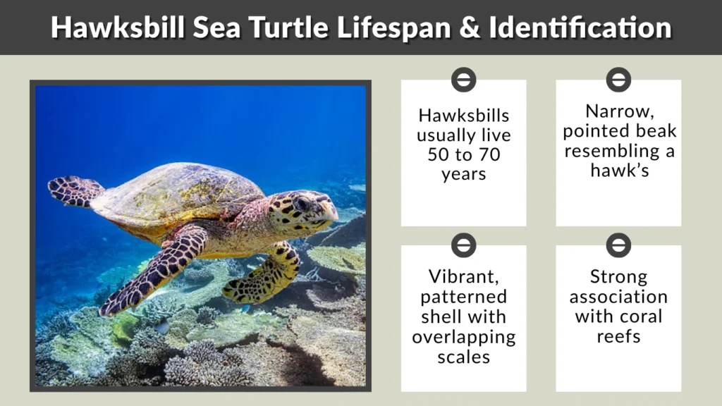 Hawksbill Sea Turtle Lifespan & Identification
