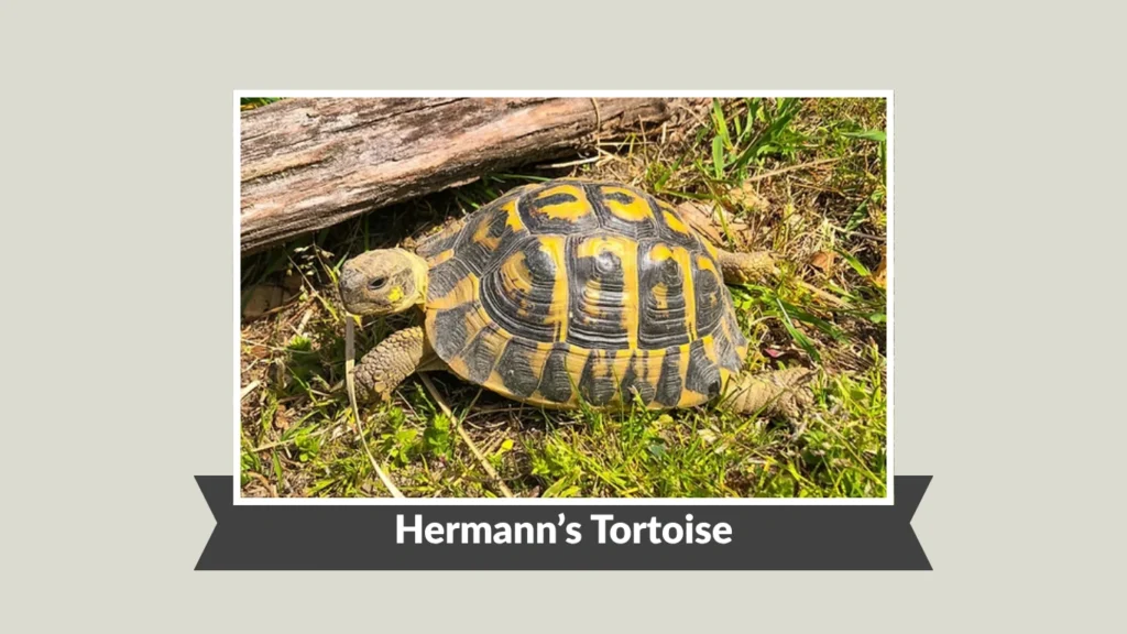 Hermann’s Tortoise