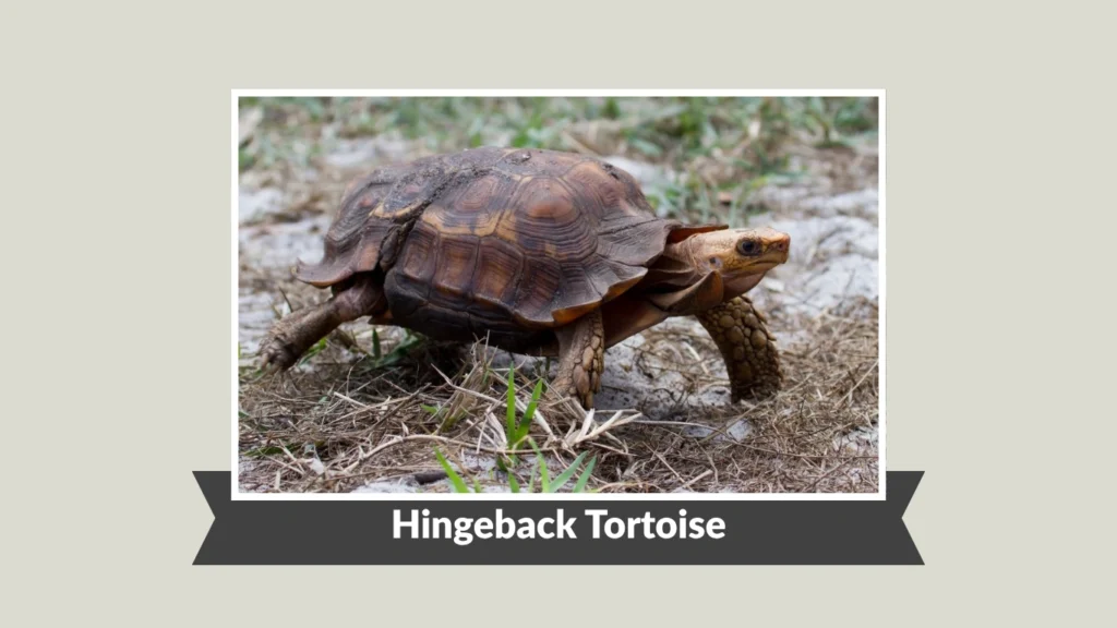 Hingeback Tortoise