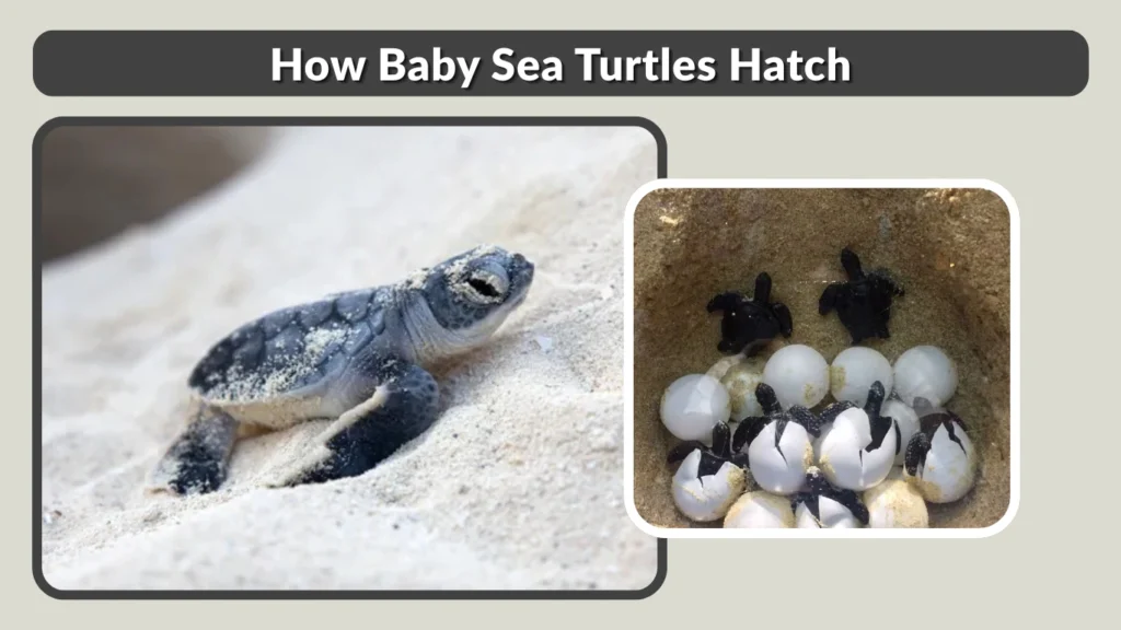 How Baby Sea Turtles Hatch