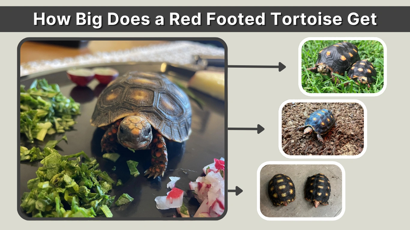How Big Does a Red Footed Tortoise Get Size, Growth & Age