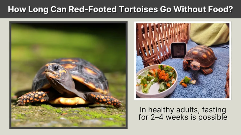 How Long Can Red-Footed Tortoises Go Without Food