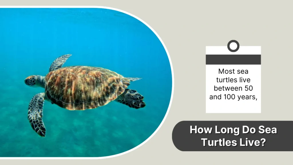 How Long Do Sea Turtles Live