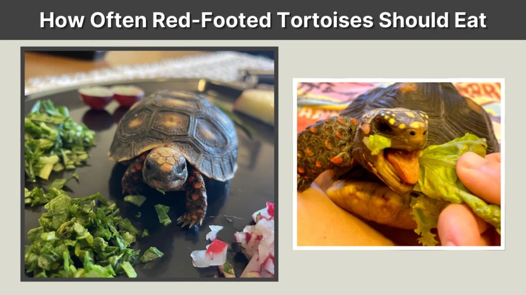 How Often Red-Footed Tortoises Should Eat