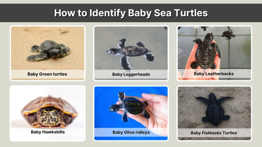 How to Identify Baby Sea Turtles