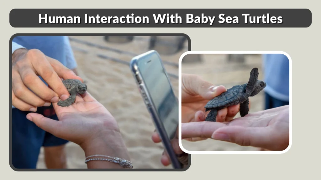 Human Interaction With Baby Sea Turtles