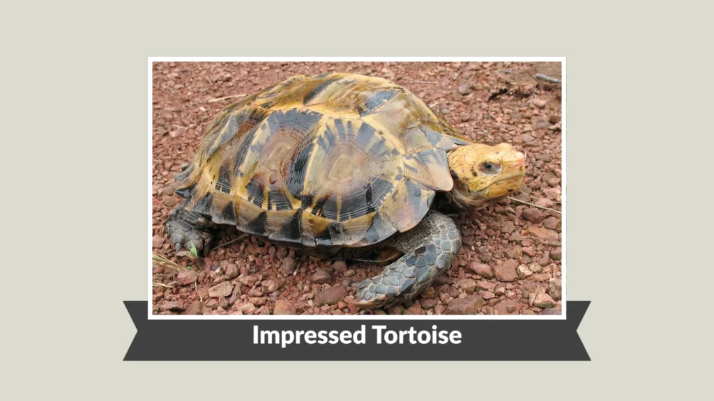 Impressed Tortoise