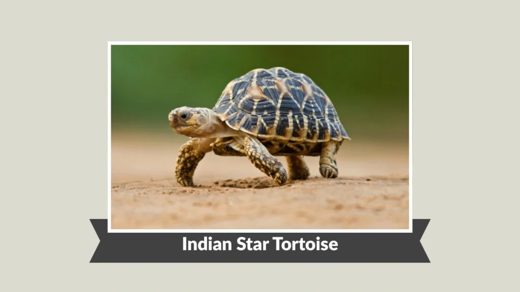 Indian Star Tortoise