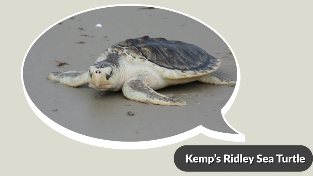 Kemp’s Ridley Sea Turtle