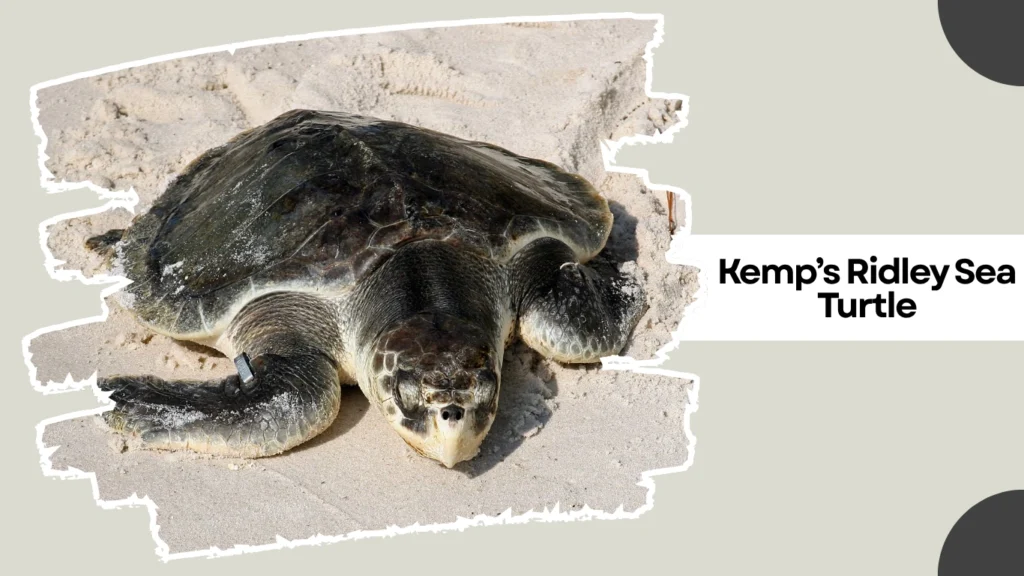 Kemp’s Ridley Sea Turtle