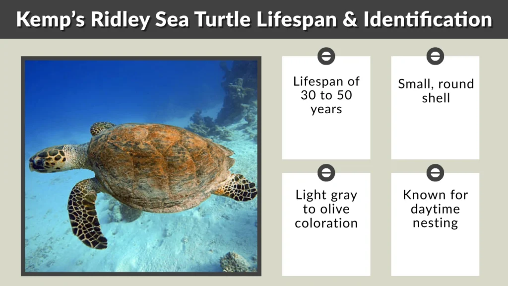 Kemp’s Ridley Sea Turtle Lifespan & Identification