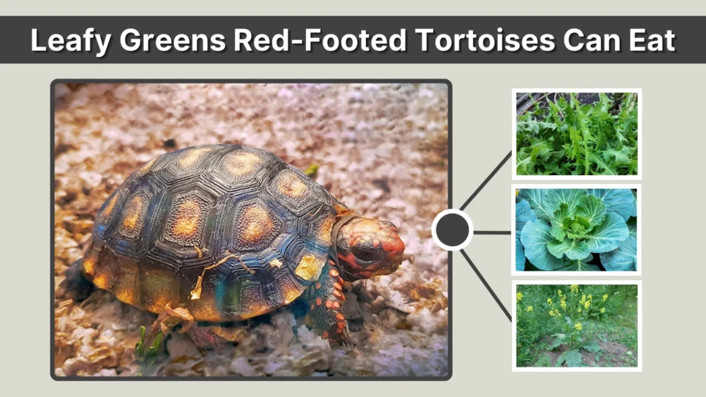 Leafy Greens Red-Footed Tortoises Can Eat