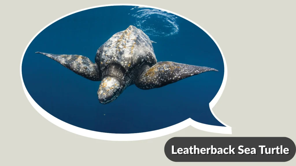 Leatherback Sea Turtle
