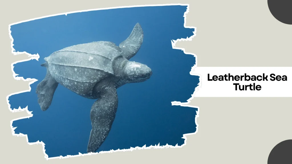 Leatherback Sea Turtle