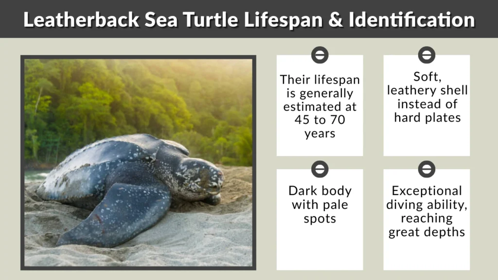 Leatherback Sea Turtle Lifespan & Identification