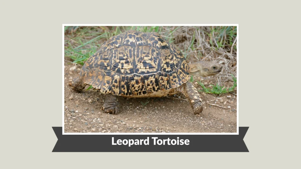 Leopard Tortoise