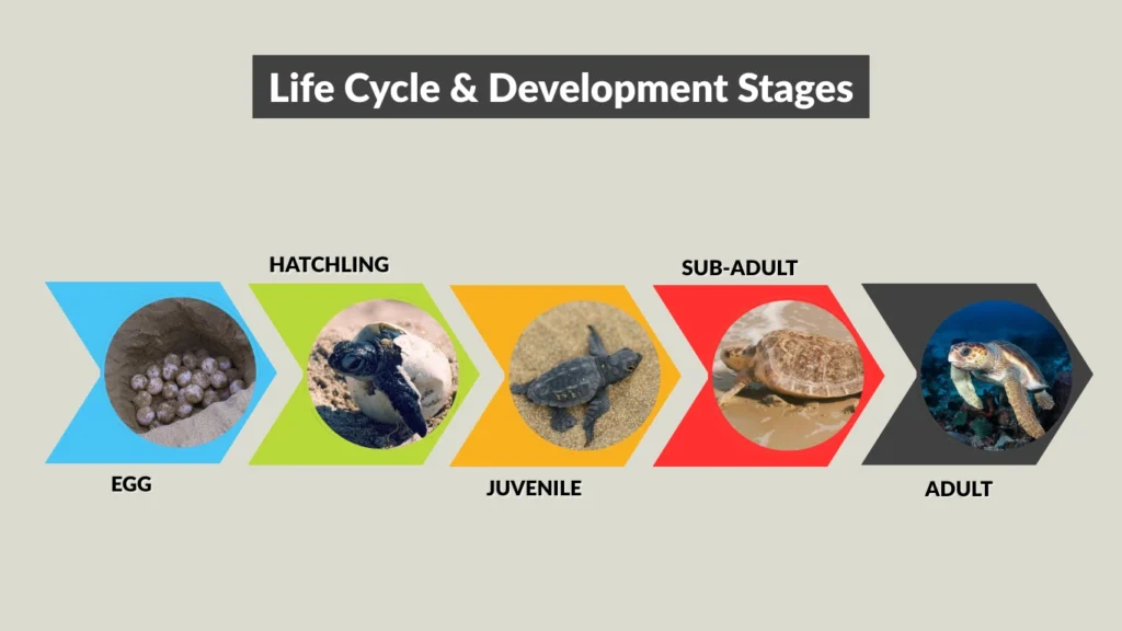 Life Cycle & Development Stages