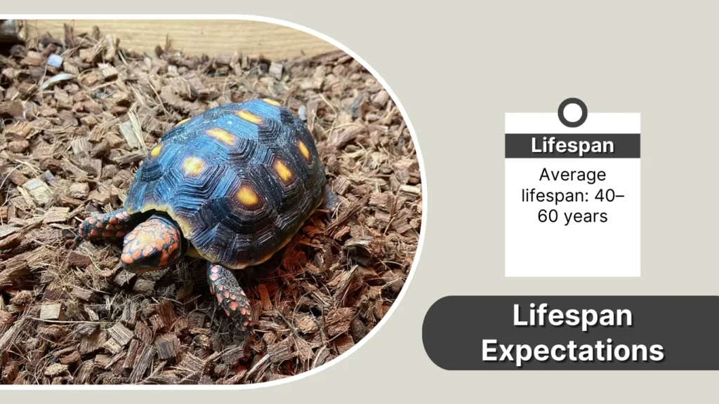 Lifespan Expectations