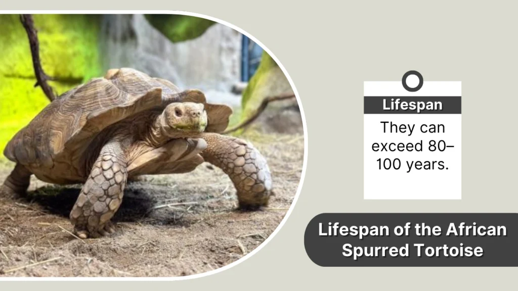 Lifespan of the African Spurred Tortoise