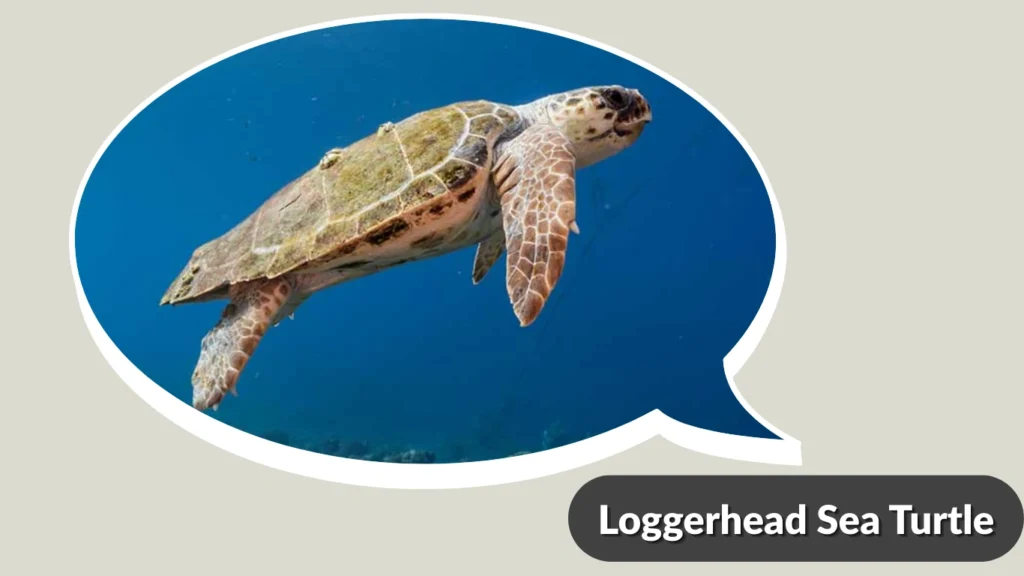 Loggerhead Sea Turtle