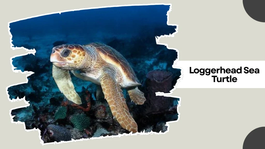 Loggerhead Sea Turtle