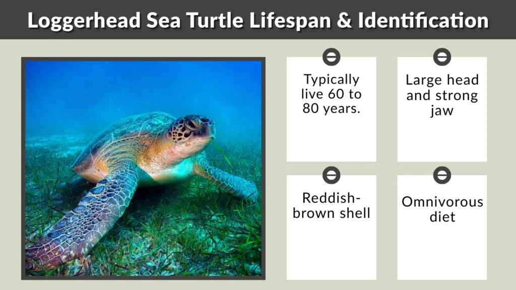 Loggerhead Sea Turtle Lifespan & Identification