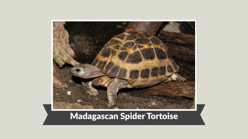 Madagascan Spider Tortoise