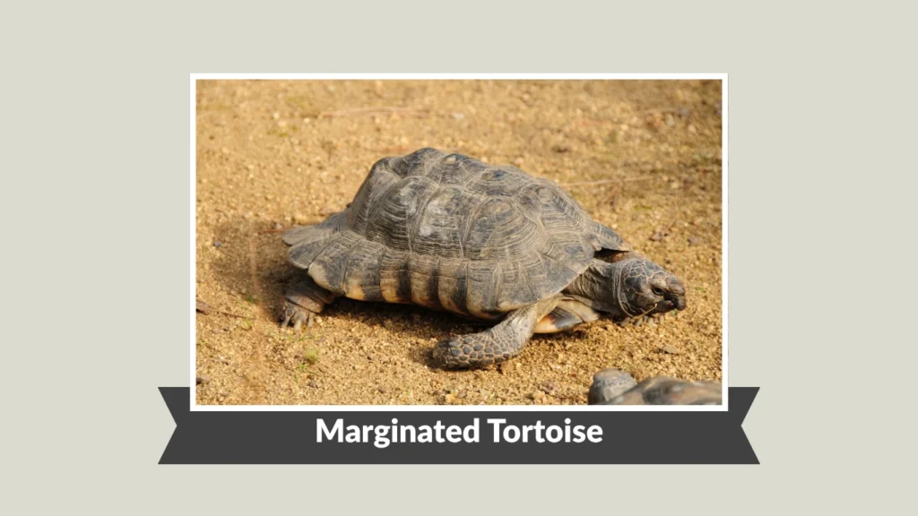 Marginated Tortoise