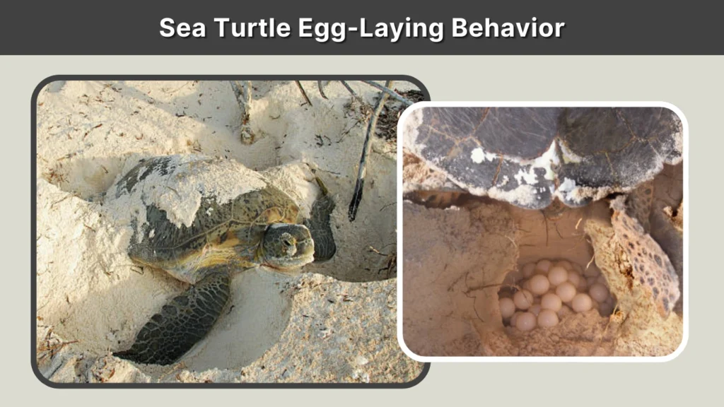 Sea Turtle Egg-Laying Behavior