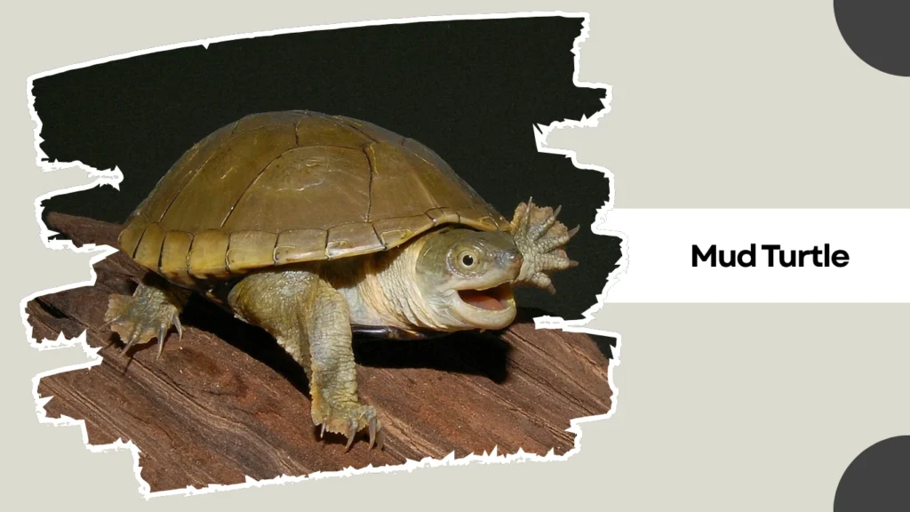  Mud Turtle