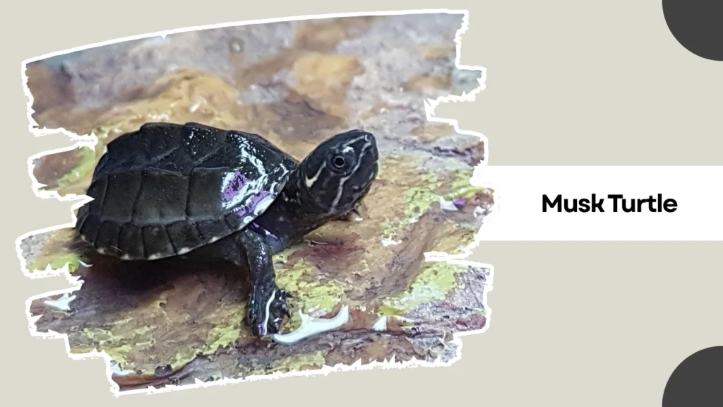 Musk Turtle