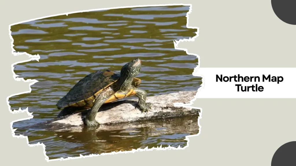 Northern Map Turtle