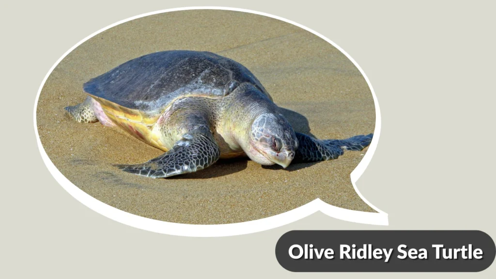 Olive Ridley Sea Turtle