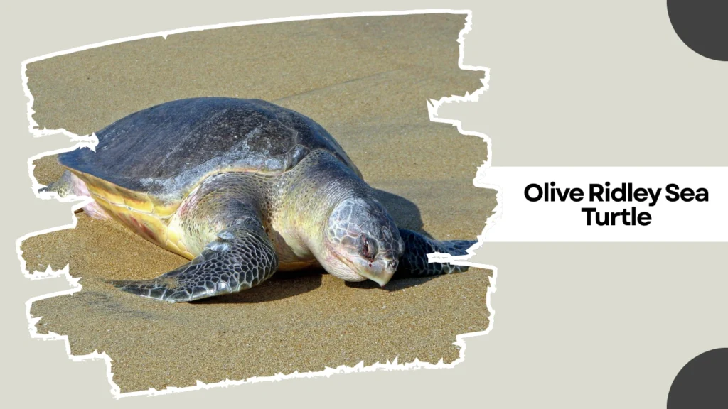 Olive Ridley Sea Turtle